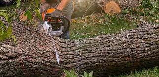 How Our Tree Care Process Works  in  Waterman, IL