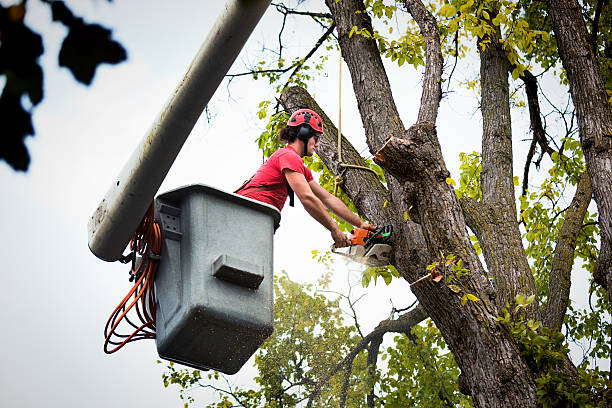 Best Fruit Tree Pruning  in Waterman, IL